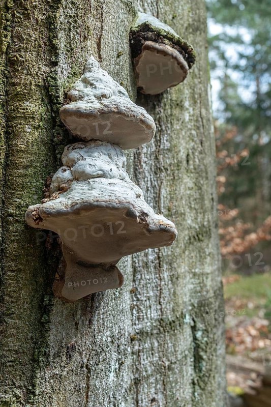 Fomes Fomentarius, Larch Sponge, Polyporus Officinalis, Pine Sponge, Ungulina Fomentaria, Tinder Sponge, False Tinder Fungus, Fungus, High Size, Portrait Format, Hoof Fungus, Ice Man Fungus, Tinder Conk, Tinder Polypore
