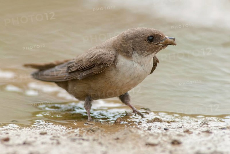 Crag martin, rock swallow, ptyonoprogne rupestris, birds, extremadura, nest building, passeri, swallows, songbirds, Spain, birds