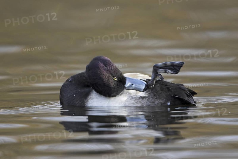 Tufted Duck (Aythya fuligula) male, British Columbia, Canada