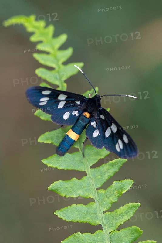 Amata phegea, arctiinae, bear spinner, nine-spotted moth, syntomis phegea, white spotted ram, butterfly, high size, portrait format, insects, moths, moths, moths, butterfly