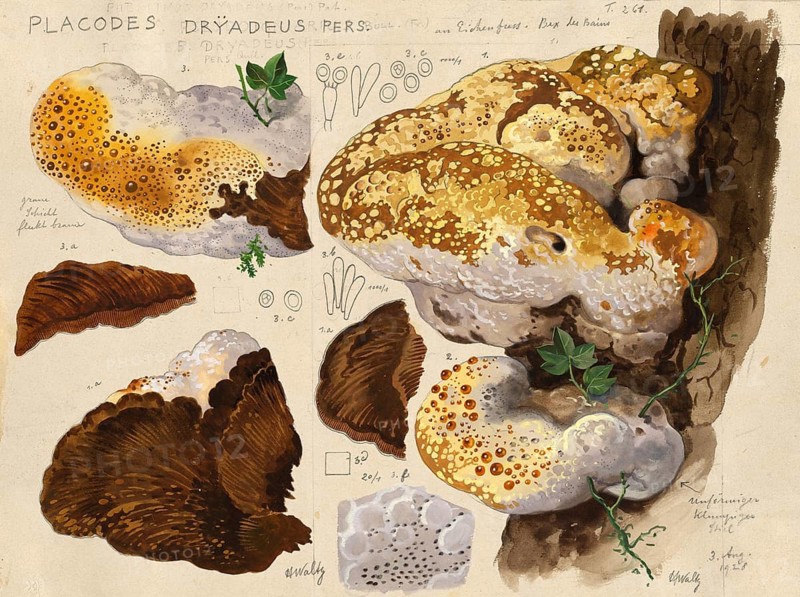 Mushroom, fungus, oak bracket, Inonotus dryadeus, syn. Placodes dryadeus, authentic reproduction of an illustration by Hans Walty (1868-1948) from about 1915, historical