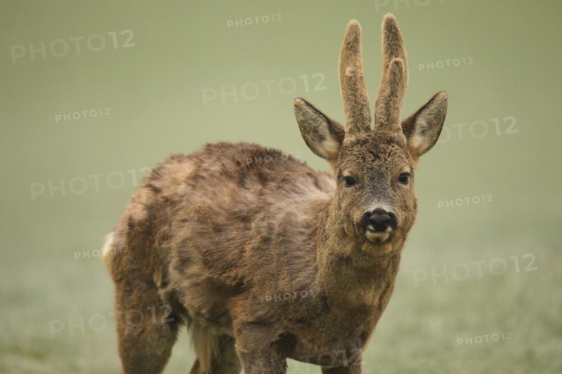 European roe deer (Capreolus capreolus) buck with shaggy winter coat and velvet horns, Allgäu, Bavaria, Germany