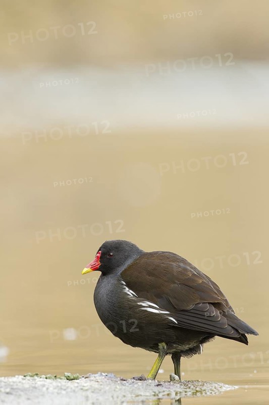 Common Moorhen (Gallinula chloropus), Rhineland-Palatinate, Germany