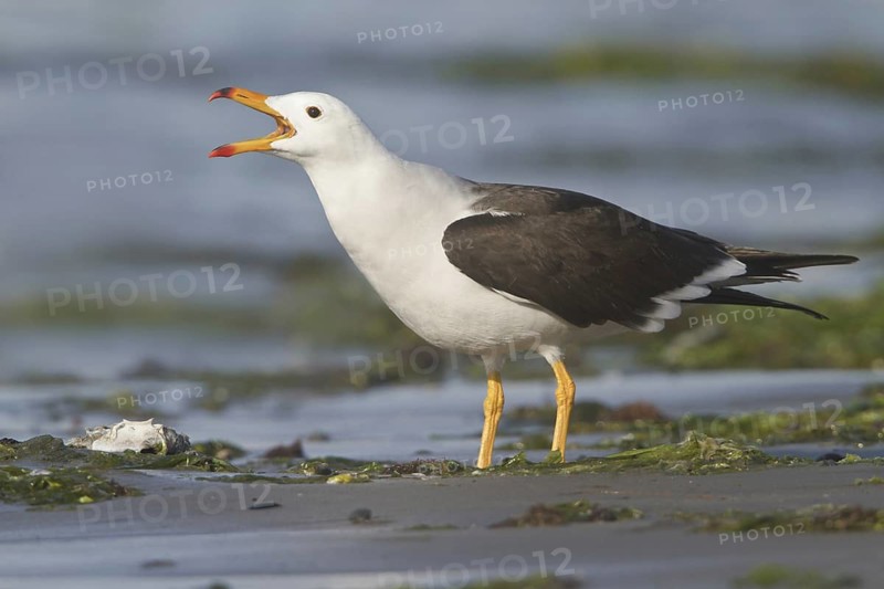 Belcher's Gull (Larus belcheri), Isla de Ballestas National Park, Peru