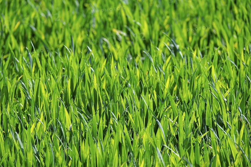Young grain in a field, Palatinate, Rhineland-Palatinate, Germany