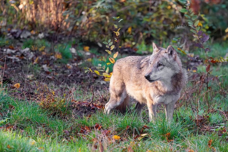 An adult male grey wolf (Canis lupus lupus) runs across a leaf covered meadow at the edge of the autumnal forest