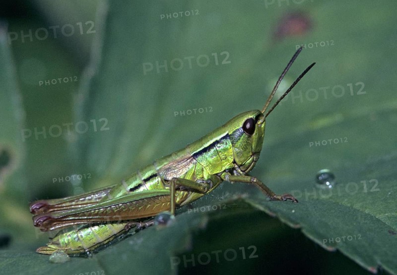 Acrididae, Caelifera, Chrysochraon brachyptera, Euthystira brachyptera, field locusts, gomphocerinae, grasshoppers, small gold scares, small gold grasshoppers, grasshoppers, insects, insects, leo