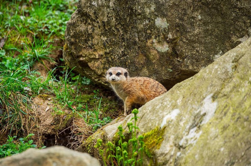 Meerkat (Suricata suricatta) standing between rocks looking around, curious, Germany