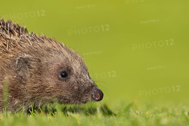 European hedgehog (Erinaceus europaeus) adult animal on a garden lawn, England, United Kingdom