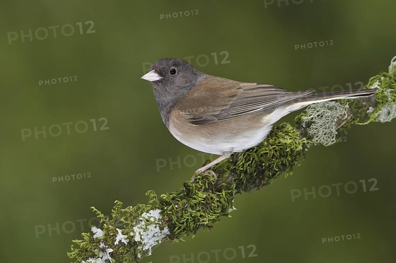 Oregon Junco (Junco hyemalis oreganus), British Columbia, Canada
