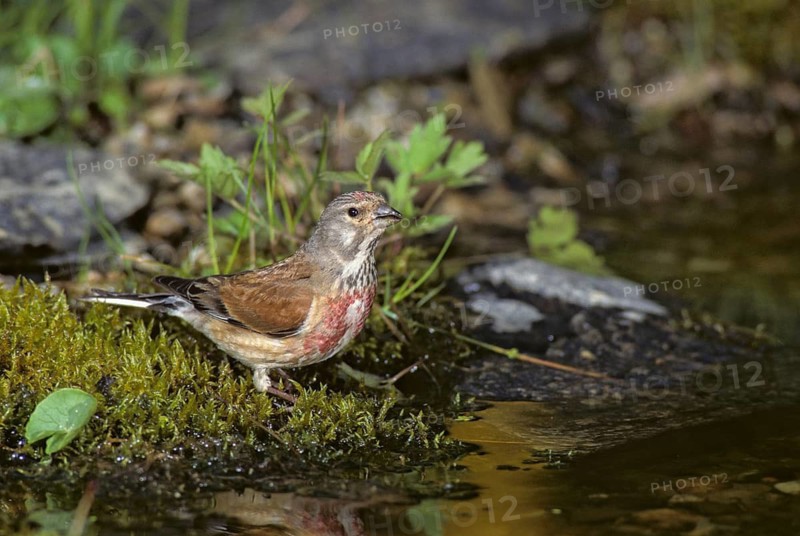 Acanthis cannabina, bloodtail, linaria cannabina, linnet, bath, bird bath, birds, garden, hänfling, leo, male, passeri, songbirds, bird bath, birds, birds, birds, birds