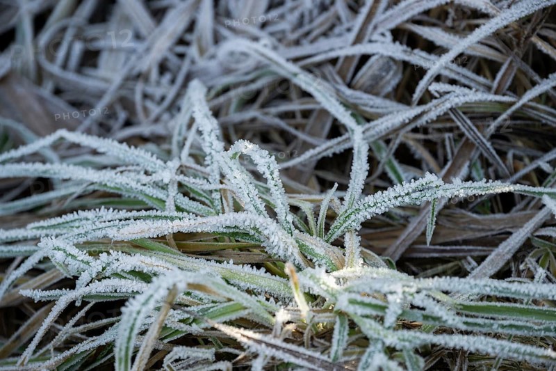 Ice crystals from roarfrost on grass blades in winter, Bavaria, Germany