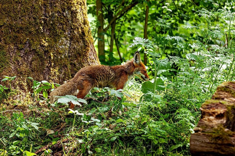 A fox moves through dense foliage in a wood, near a tree. A red fox in the Hainich near Mühlhausen, Thuringia, Germany (Vulpes vulpes)