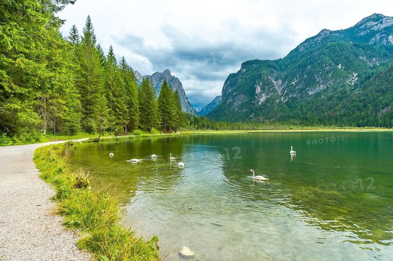 White swans swimming in the clear waters of lake dobbiaco with the dolomites in the background on a cloudy summer day