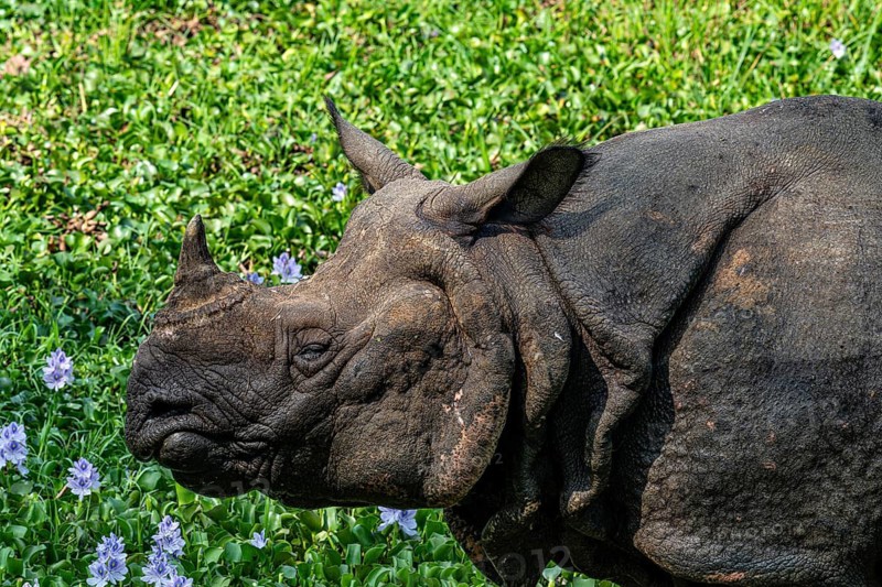 Rhinoceros, Rhinoceros unicornis, Indian rhinoceros, Chitwan National Park, Terai, Nepal