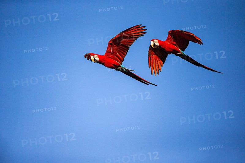 Red-and-green macaw (Ara chloropterus) Buraco das Araras Brazil