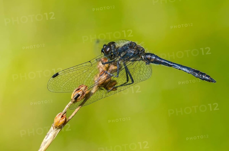 Black Darter, Black Meadowhawk, Black Heidelibel, Sympetrum Danae, Anisoptera, Damselflies, Dragonflies, Insects, Dragonflies, Male, Odonata, Y12
