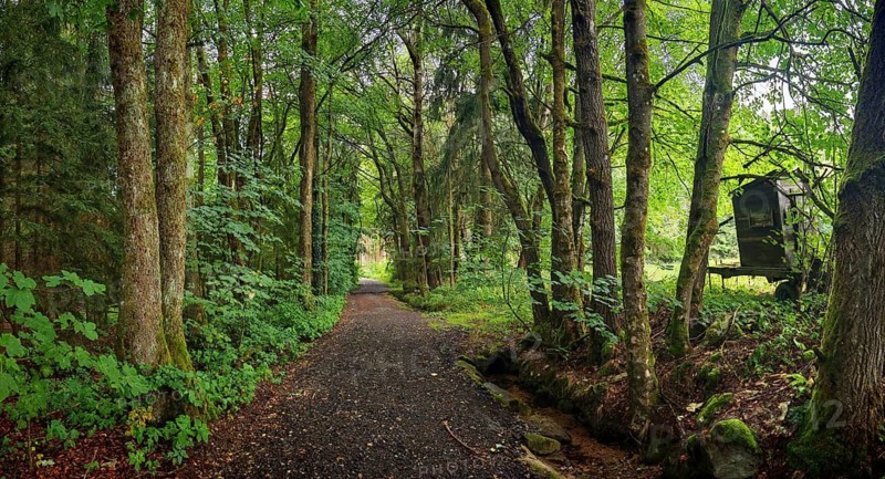 A shady forest trail lined with thick, green trees in quiet surroundings, hiking in the Fichtelgebirge nature park Park, Upper Franconia