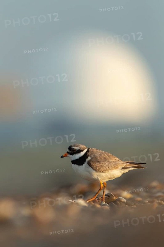 Ringed plover (Charadrius hiaticula) adult wading bird on a shingle beach with Sizewell B nuclear power station in the background, RSPB Minsmere nature reserve, Suffolk, England, United Kingdom