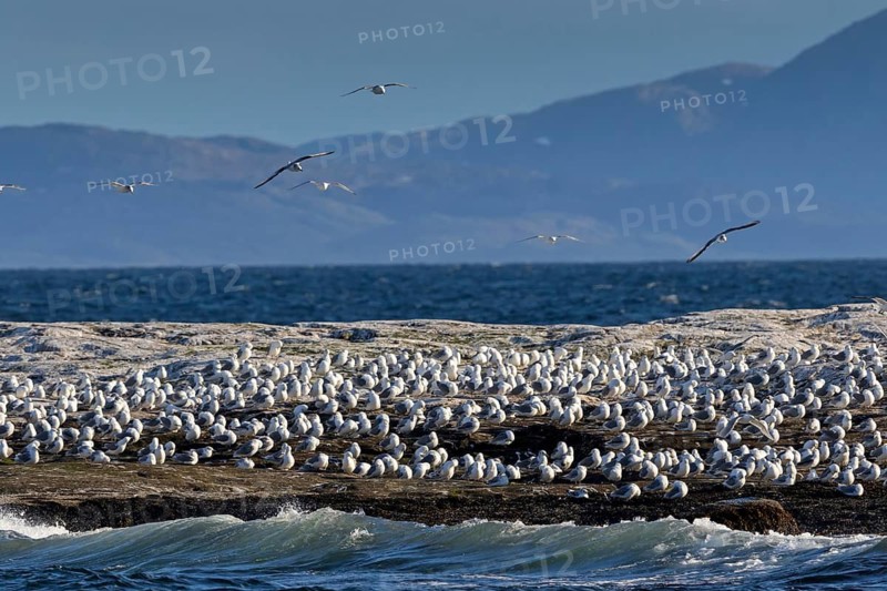 Dreizehenmöwe, Black-legged Kittiwake, Kittiwake, Rissa tridactyla, Mouette tridactyle, Gaviota Tridáctila