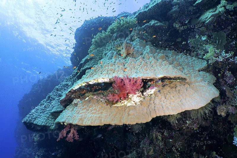 Giant pore coral (Porites lutea)