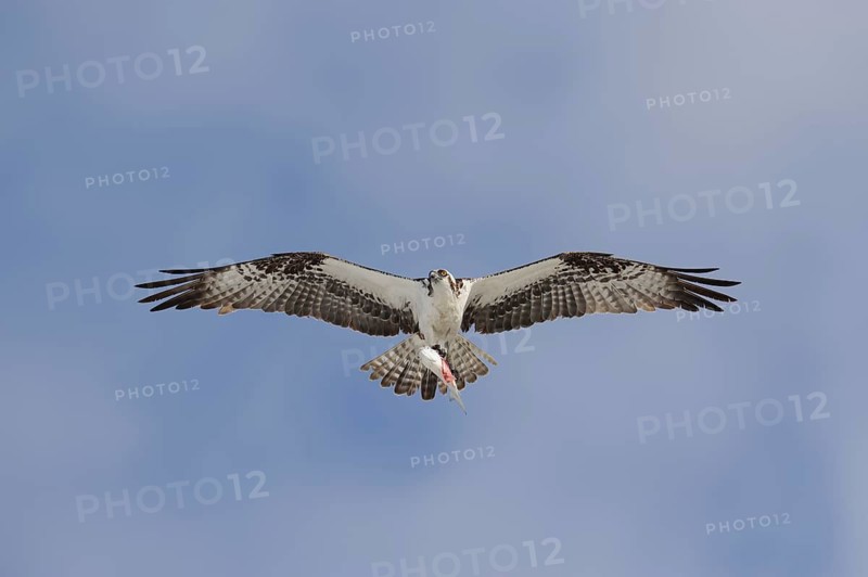 Western osprey (Pandion haliaetus) flying with preyed fish, Everglades National Park, Florida, USA