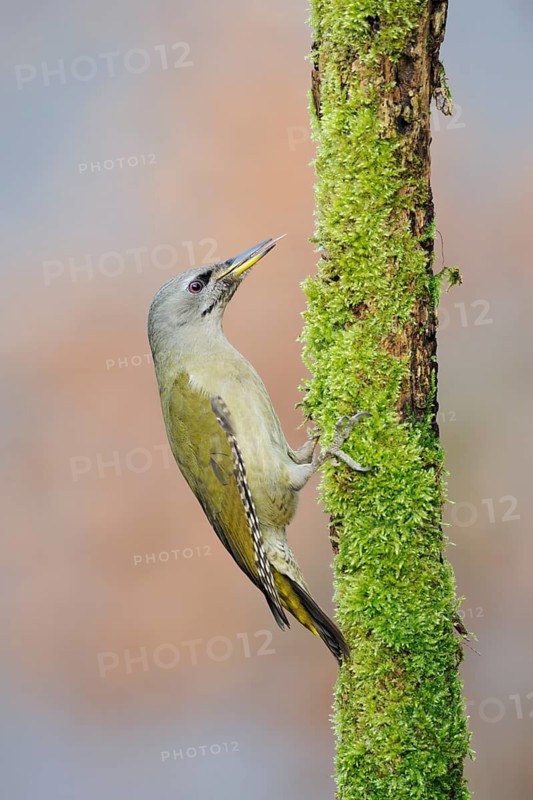 Grey-headed Woodpecker (Picus canus) female, Baden-Wuerttemberg, Germany