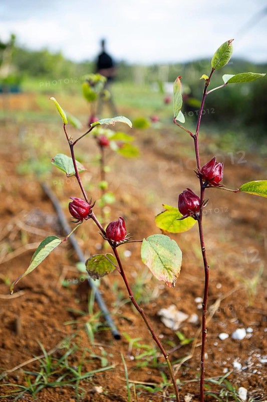 Hibiscus plant (roselle) for sorrel or Jamaican sorrel, Jacana Organic Cannabis Farm, Saint Ann Parish, Jamaica, West Indies, Caribbean, Central America