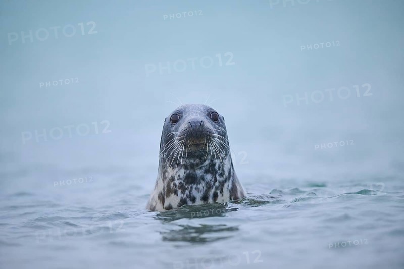 Grey seal (Halichoerus grypus) looking out of the water while swimming in the sea, Düne, Helgoland, Schleswig-Holstein, Germany