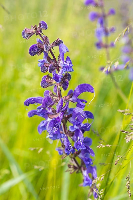 Meadow sage (Salvia pratensis) in bloom