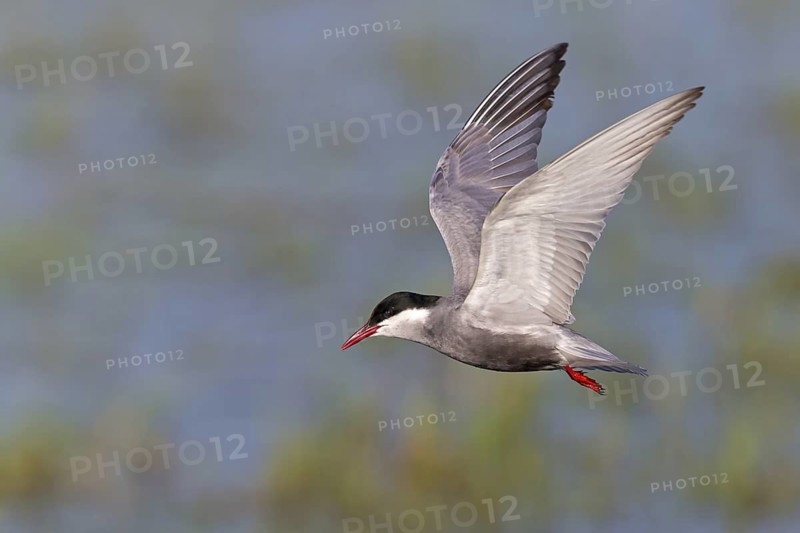 White-bearded Tern, (Chlidonias hybridus, Chlidonias hybrida, family of terns, flight, biotope, habitat, foraging, prey, dive, hunting fish, Lake Neusiedl, Illmitz, Burgenland, Austria