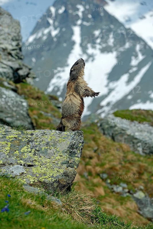 Cute sit up on its hind legs animal Marmot, Marmota marmota, sitting in he grass, in the nature habitat, Grossglockner, Alp, Austria