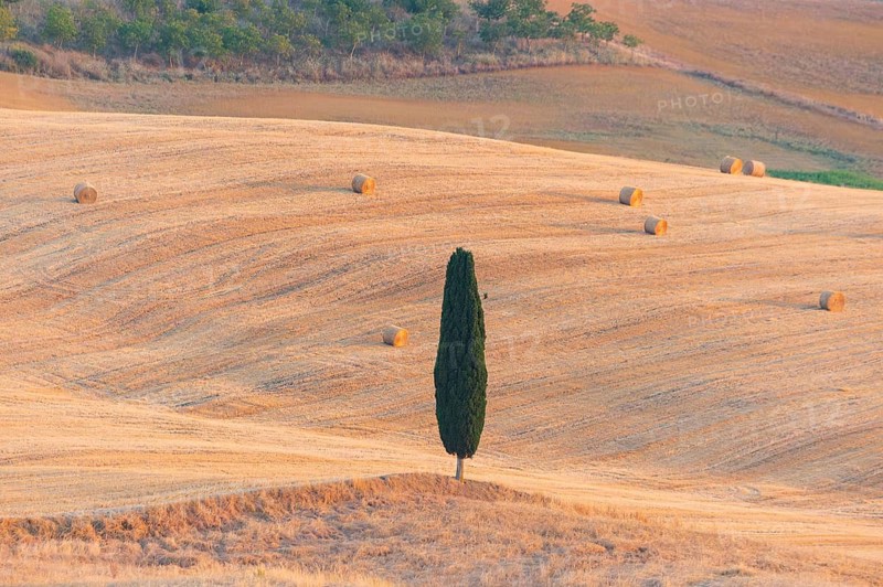 Typical Tuscan landscape in Val d'Orcia with hills, trees, fields, cypresses and farm road in autumn, sunset, gladiator film location, San Quirico d'Orcia, Val d'Orcia, Orcia Valley, UNESCO World Heritage Site, Siena Province, Tuscany, Italy