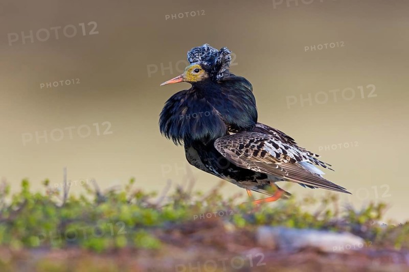 Ruff, (Philomachus pugnax), animals, birds, plumage during mating season, snipe bird, courtship, male, mating behaviour, mating season, Varanger, Finnmark, Norway