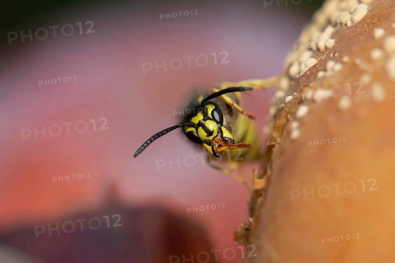 Common wasp (Vespula vulgaris) adult insect on fallen fruit in a garden in summer, Suffolk, England, United Kingdom