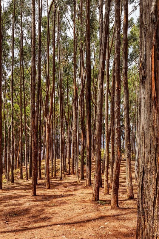 Pine forest, Qenqo, Cusco, Peru