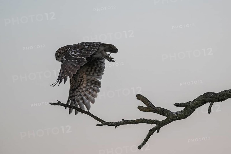 Little owls (Athene noctua), flying off, Emsland, Lower Saxony, Germany