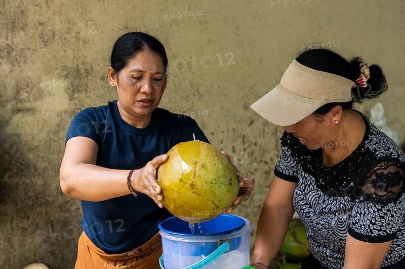 Two asian women skillfully open a green coconut, pouring its water into a blue bucket. The scene captures a moment of traditional coconut preparation and teamwork