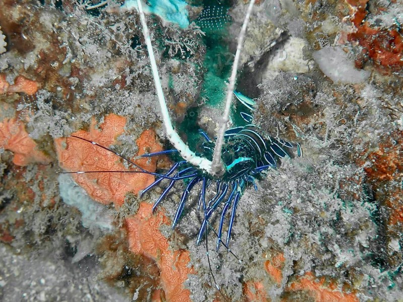 Painted rock crayfish (Panulirus versicolor) amongst corals, with blue-black stripes and long antennae visible, Prapat dive site, Penyapangan, Bali, Indonesia
