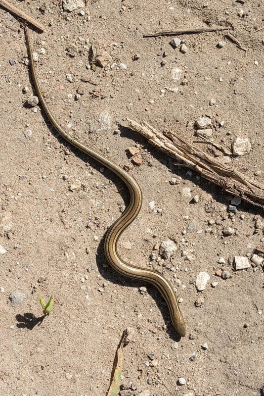 Chalcides chalcides, granelli, Italian three-toed skink, Italian archworm, Italy, Pantani Cuba and longarini, three-toed skink, migratory bird sanctuary, Pantani Cuba & longarini migratory bird sanctuary, cylindrical skink, lizards, high size, portrait format, Italy, reptiles, reptilia, reptiles, Sicily, foundation for biodiversity