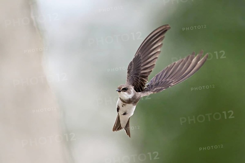 Sand martin (Riparia riparia), approaching the breeding tube, Reussegg nature reserve, Canton Aargau, Switzerland