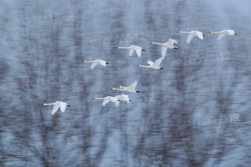 Whooper Swan (Cygnus cygnus) group flying, Mecklenburg-Western Pomerania, Germany