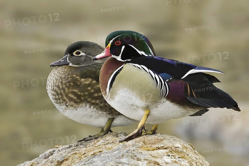 Wood Duck (Aix sponsa) male, New Mexico, USA