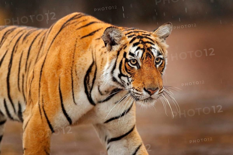 Big wild cat, endangered animal. End of dry season, beginning monsoon. Tiger walking in green vegetation. Wild Asia, wildlife India. Indian tiger, wild animal in nature habitat, Ranthambore, India