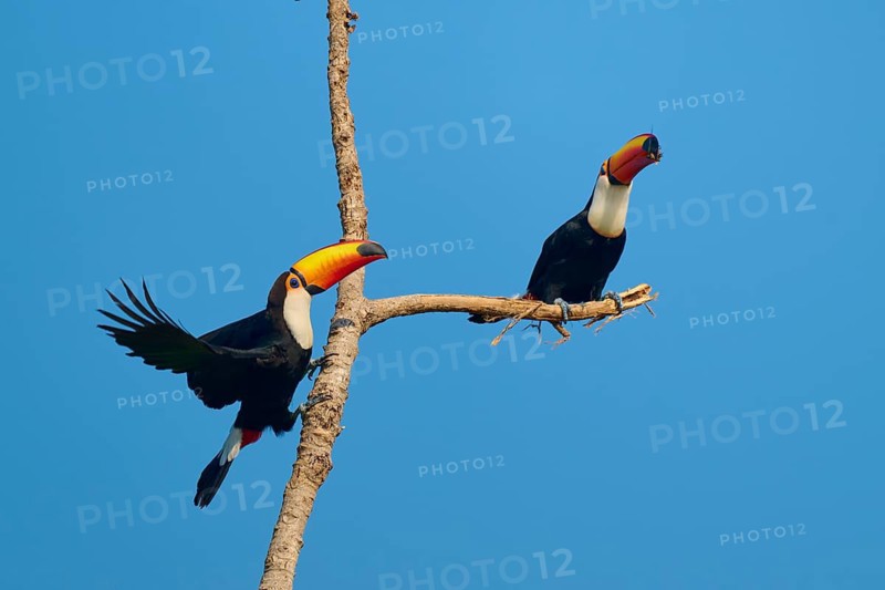One toucan flies whilst another remains perched on a branch, against a blue sky, Giant toucan (Ramphastos toco), Pantanal, Mato Grosso, Brazil