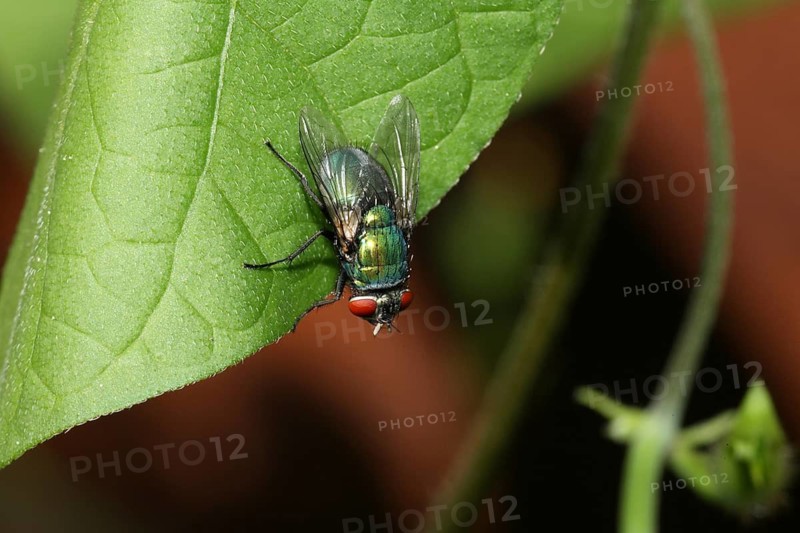 Close-up of a fly on a green leaf in its natural habitat, golden fly (Lucilia spec.), female, Untergröningen, Baden-Württemberg, Germany