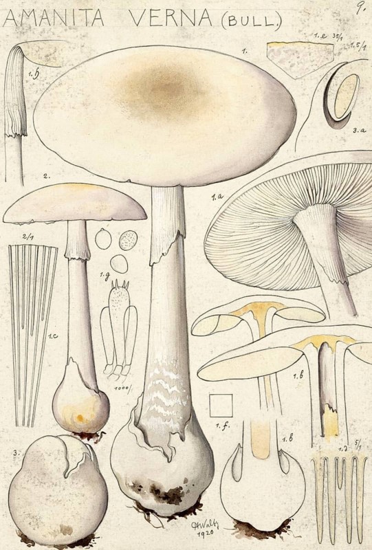 Mushroom, Mushrooms, Spring Button mushroom, Amanita verna, syn. Amanita decipiens, Amanita verna var. decipiens, authentic reproduction of an illustration by Hans Walty (1868-1948) from about 1915, historical