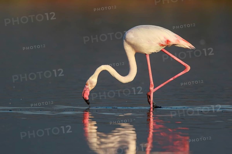 Greater Flamingo (Phoenicopterus roseus) foraging in shallow water, Lesvos, Greece