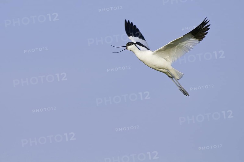 Pied Avocet (Recurvirostra avosetta) flying, Texel, Netherlands