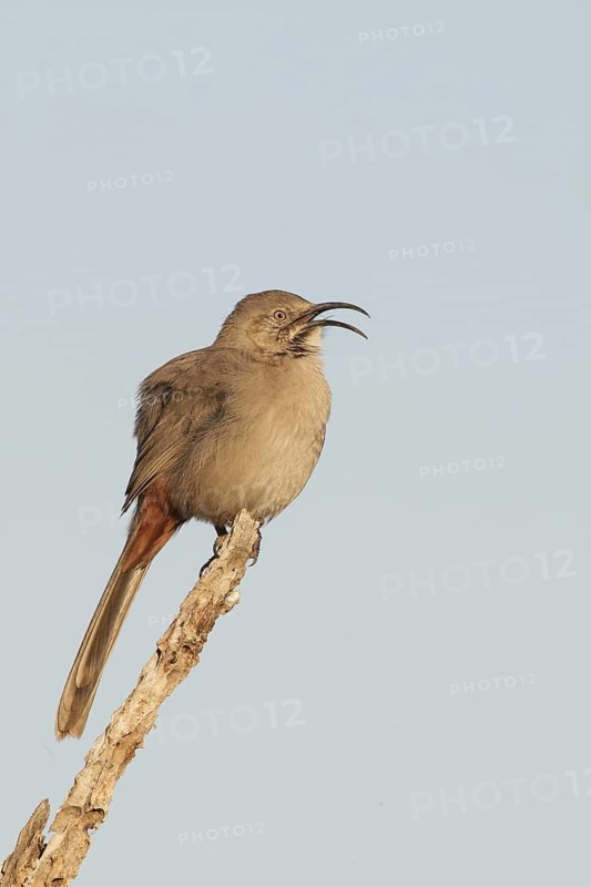 Crissal Thrasher (Toxostoma crissale) male singing, California, USA